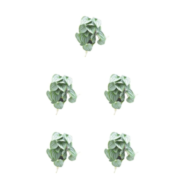 Toystoory Plantas de terrario de bajo mantenimiento: agregue vegetación a cualquier habitación Elegance Plants Hoja de sandía para dormitorio Type2 NO2