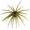 Guadalupe Haze, variant on Hags Bait Prickly Pear Jr 9.9mm Hags Pumpkin