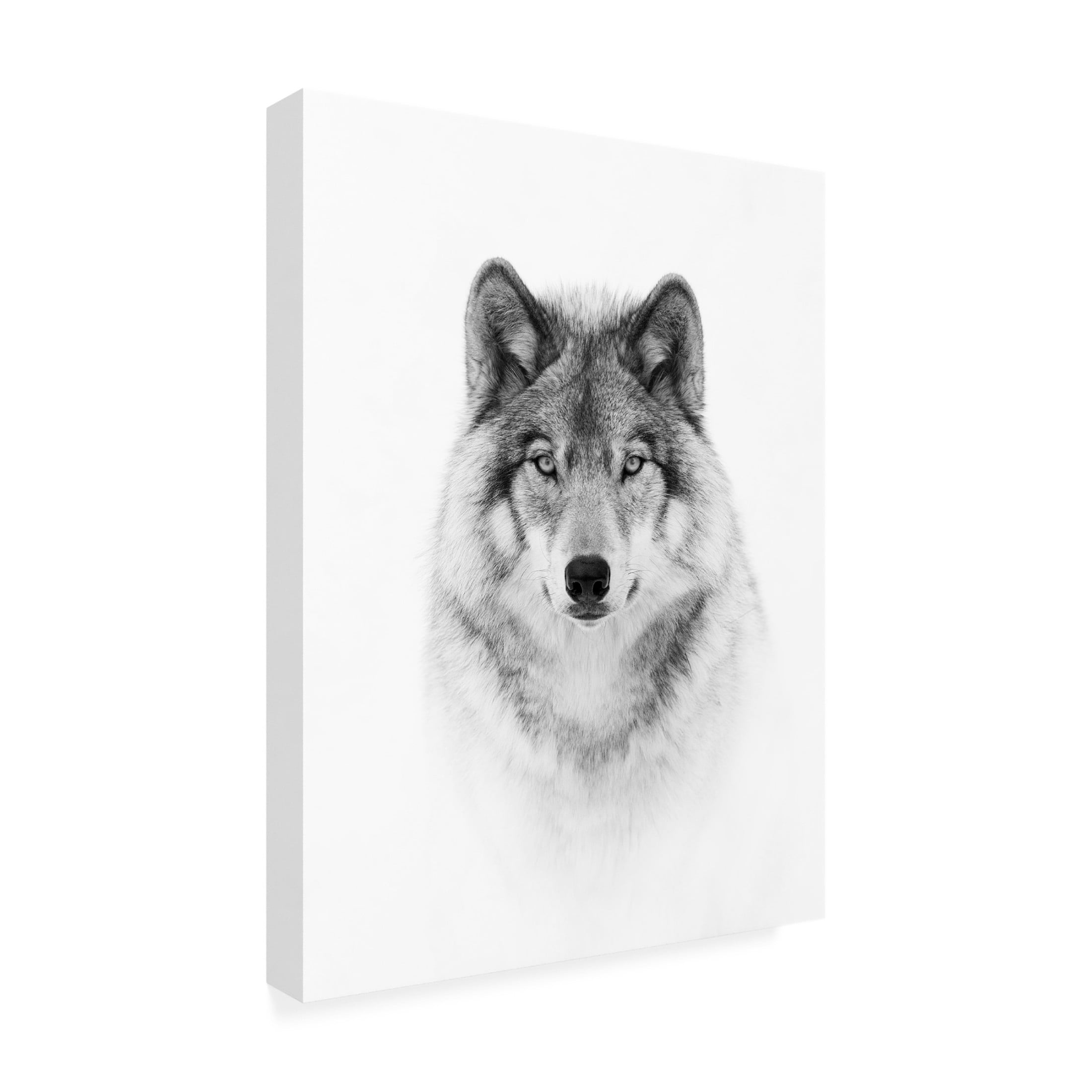 Jim Cumming 'Portrait Of A Timber Wolf' Canvas Art - 35 x 47 Inches