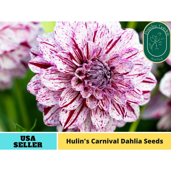40  Seeds| Hulin's Carnival Dahlia Perennial Seeds - Authentic Seeds - Perennial~ GMO Free ~~Flower seeds ~ Asian Garden~ Herbs B5G1 #D057