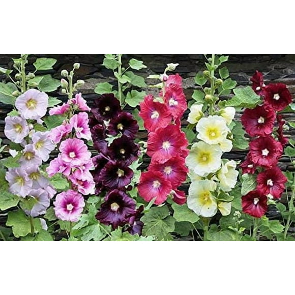 shiyou-- Double Hollyhock Mallow Spring Giant Mix Annual Outdoor Garden Cut Flower for Planting