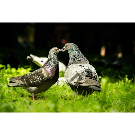 Love Couple Photo - LAMINATED POSTER Peace Doves Couple Love Pigeons Birds Freedom Poster Print 24 x 36