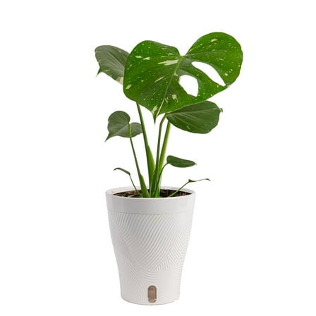 Costa Farms 16" Thai Constellation Monstera Live House Plants in 5" Self-Watering Planter