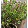 thumbnail image 2 of Thyme Herb Plant Live for Planting, Common Thyme for Garden Out Door 7 Inch Height in 3.5 Inch Pot, 2 of 7