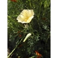 thumbnail image 3 of TomorrowSeeds - Ivory Castle California Poppy Seeds - 2000+ Count - For 2026 Planting Cream White, 3 of 10