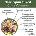 thumbnail image 4 of Burpee Harlequin Mixed Colors Columbine Flower Seed, Perennial Flower, Full Sun, 4 of 5