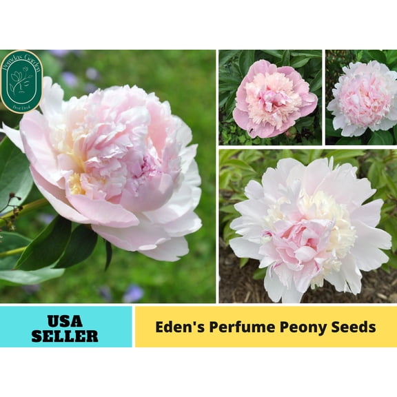 10 Seeds| |Eden's Perfume Peony Perennial Seeds - Authentic Seeds - Perennial~GMO Free~~Flower seeds ~ Asian Garden~ Herbs B5G1#B044