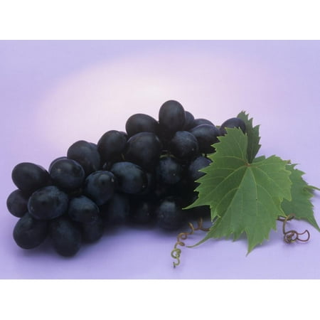 Black Seedless Grapes, Black Beauty Variety (Vitis) Print Wall Art By Wally (Best Seedless Grapes To Grow)