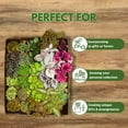 thumbnail image 5 of BubbleBlooms Harmony's Sample Box Full Case 30 4-inch Bulk Begonia, Episcia, African Violet, Angel Wing, Peperomia, Piper Variety Pack, 5 of 9