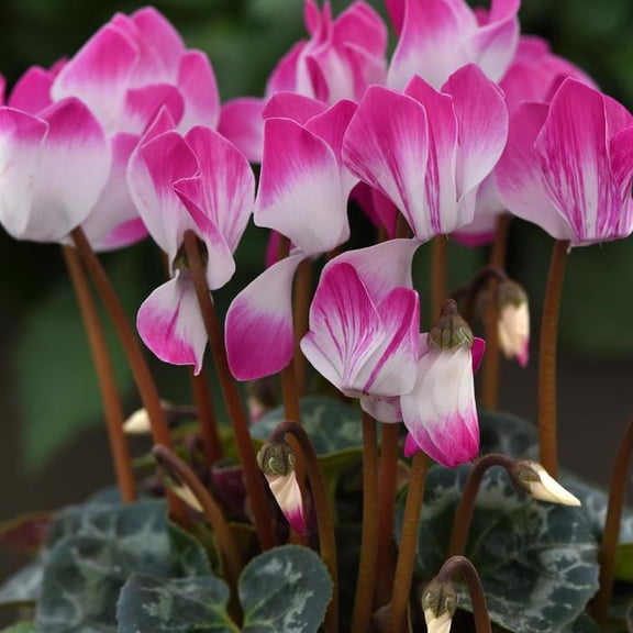 Indiaka Cyclamen–Assorted–Air Purifying Plant  4" Pot (Pack of 4)