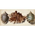 thumbnail image 3 of Vision Studio 24x13 Black Modern Framed Museum Art Print Titled - Shell Trio II, 3 of 5