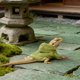 thumbnail image 4 of BESTYASH Disfraz Cómodo Para Reptil Con Capucha Fácil De Poner Y Protección Para, 4 of 8