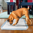 OUT! Petcare Dog Pad Holder, for Pads 21"x21" or Smaller