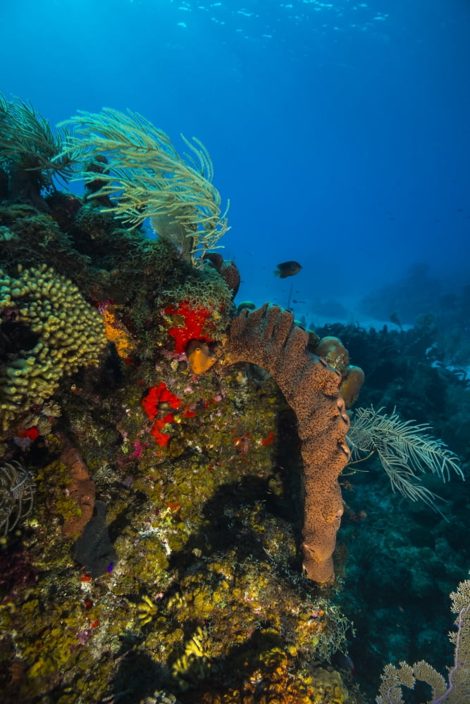 Coral reef in St Croix, US Virgin Islands Poster Print by Jennifer Idol/Stocktrek Images (11 x