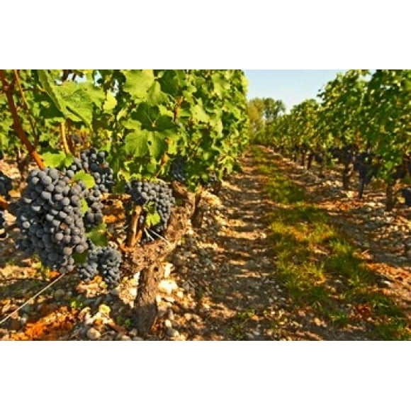 Cabernet Sauvignon Vines, Chateau Belgrave Poster Print by Per Karlsson (36 x 24)