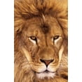 thumbnail image 2 of Welling, Dave 23x32 Black Ornate Wood Framed with Double Matting Museum Art Print Titled - CA, Los Angeles Co, African lion male, 2 of 4