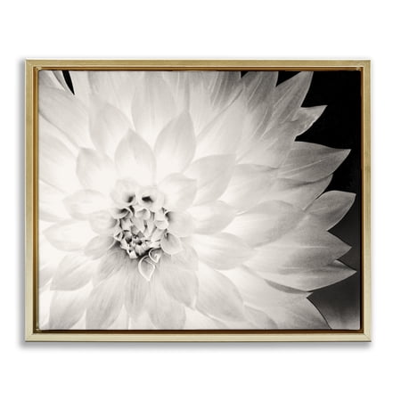 Stupell Industries Strong Dahlia Petals Botanical & Floral Photography Gold Floater Framed Canvas Art Print Wall Art 31 x 25