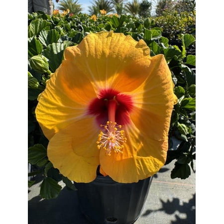 RedCrocus Lilikoi Yellow Hibiscus- Tropical, Bushy Plant with Bright Yellow Flowers, Attracts Pollinators, Container Friendly, Evergreen, Full Sun, Garden or Hedges 6" Pot