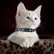 thumbnail image 4 of «Collar para gatos con cierre de seguridad y (collar de nylon tejido de colores para mascotas)», 4 of 5