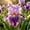 D, variant on Garden Iris for Yard Borders, Landscaping & Containers-Easy Grow-Low Effort-Ideal for Plant Pots & Planters