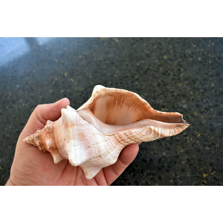 One (1) Genuine Large Striped Fox Conch Shell for Air Plants Display Beach Wedding Nautical Decor (5-6