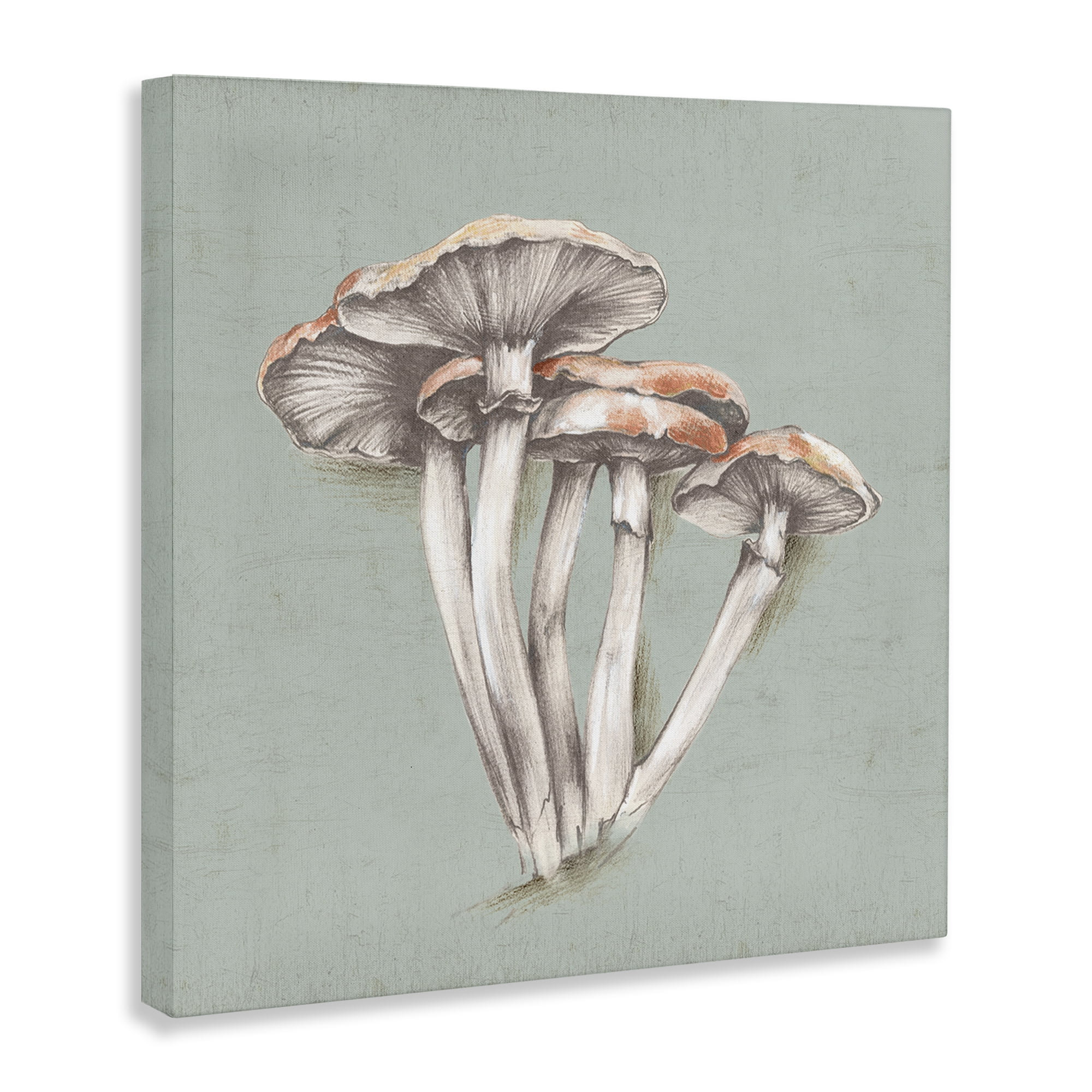 Stupell Industries Mushroom Bundle Drawing Plants & Flowers Painting Wrapped Canvas Art Print Wall Art, 24 x 24