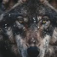 thumbnail image 5 of Orinice Wolf Full Moon Black Sky Bathroom Decor Set Polyester Shower Curtain with Hooks 60x72, 5 of 7