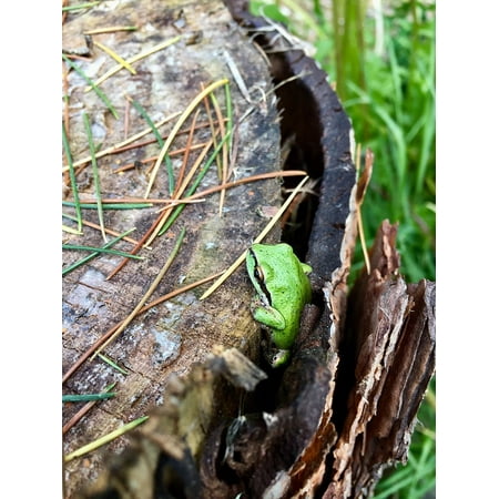 Canvas Print Tree Frog Green Nature Stretched Canvas 10 x 14