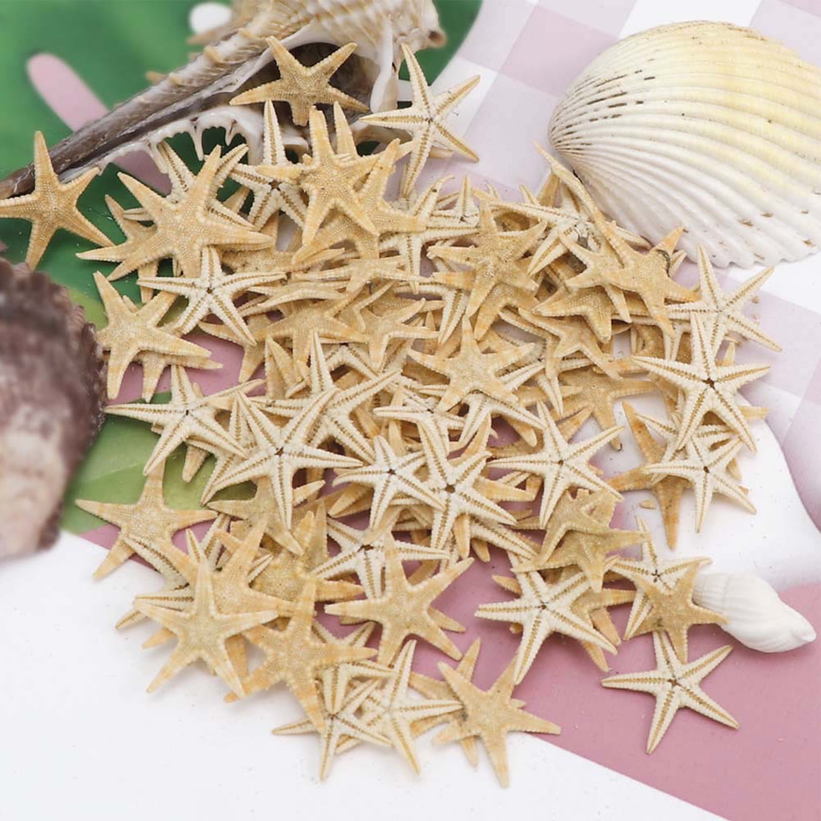 Yexpress 100 Pcs Small Starfish Sea Shell Beach Crafts Decor 0.4-1.2 