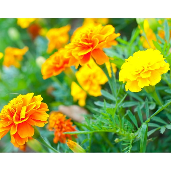 Marigold Seeds for Planting - 1,200  Seeds - Beautiful Multi Colored Flowers