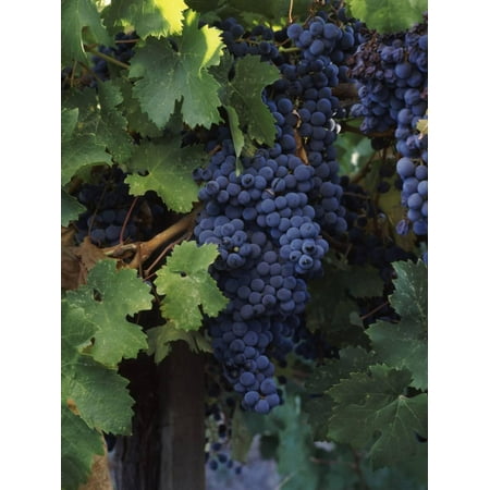 - Cabernet Sauvignon Grapes in Vineyard, Wine Country, California, USA Print Wall Art By Green Light Collection