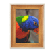 thumbnail image 1 of Foto de loro organismo animal terrestre Escritorio Marco de fotos de madera Pantalla Imagen Arte Pintura Múltiples conjuntos, 1 of 4