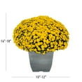 thumbnail image 4 of (2 pack) Expert Gardener 1Gal Yellow Garden Chrysanthemum Plant Decorative Square Pot Sun, 4 of 7