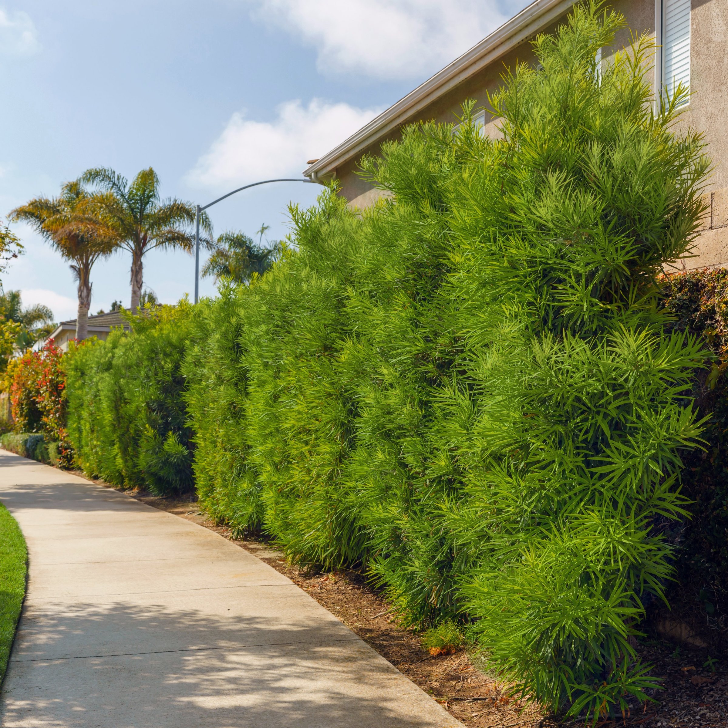National Plant Network 3 gal. Podocarpus Maki Shrub