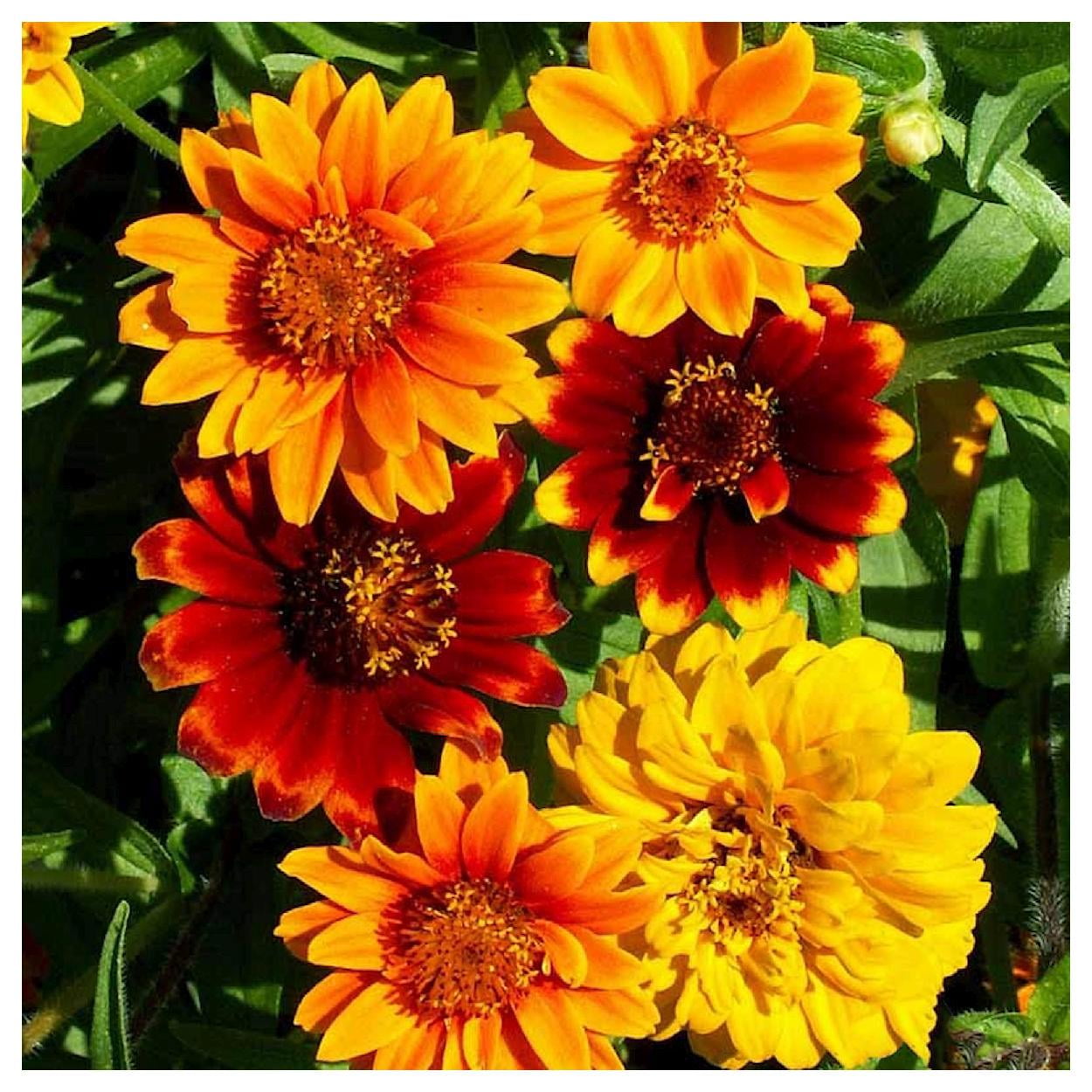 Everwilde Farms - 1 lb Persian Carpet Zinnia Garden Flower Seeds - Gold Vault Bulk Seed Packet