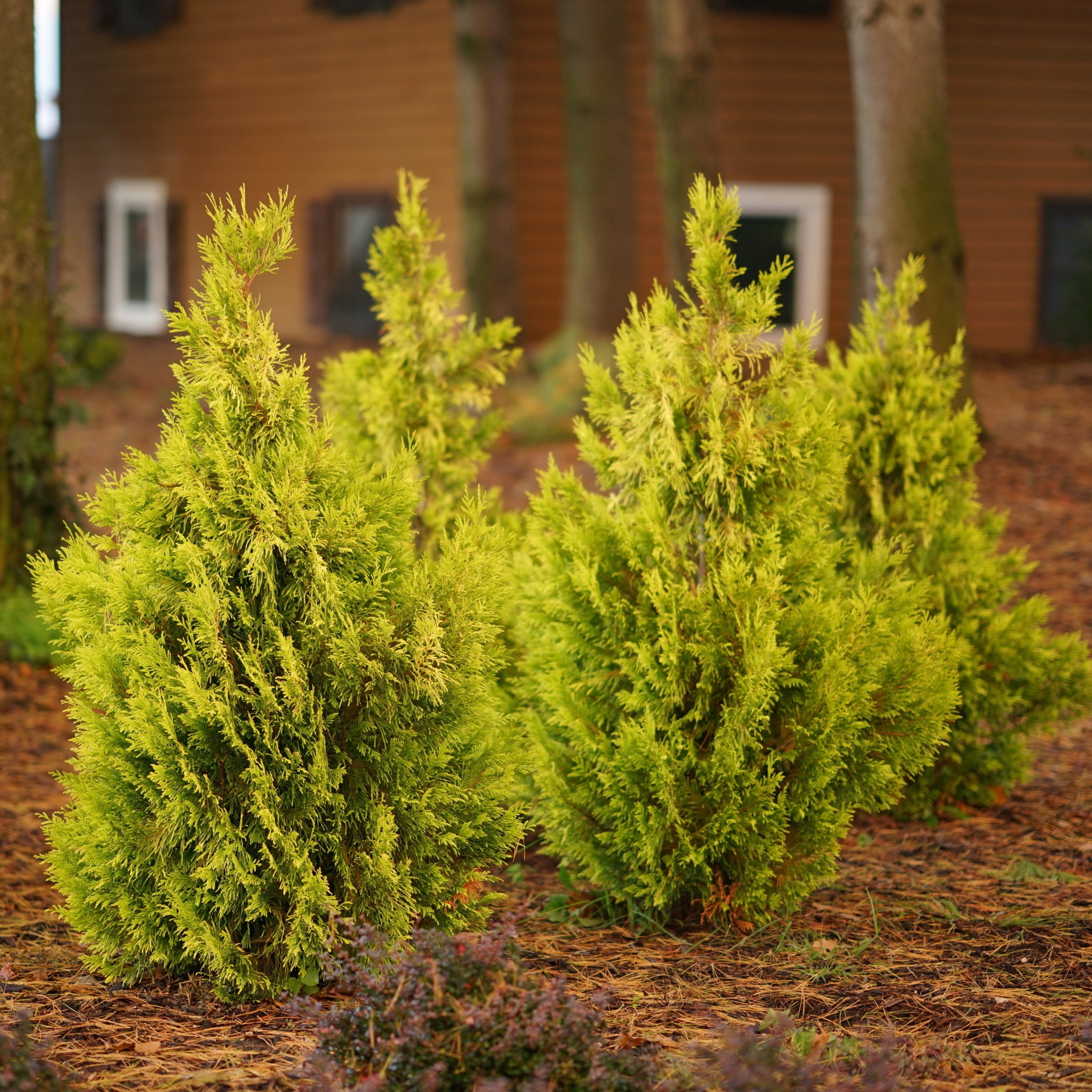 Proven Winners ColorChoice 6" Fluffy Western Arborvitae Live Plant in 7.5" Pot