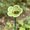 Green, variant on Ceramic Bee Blossoms For Water, Ceramic Bee Watering Station For Garden, 11" Bath Bowl