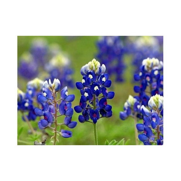 Lupine Texas Bluebonnet Nice Garden Flower by Seed Kingdom Bulk 5 Lb Seeds