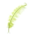 thumbnail image 1 of ZUCKER™ Ostrich Selected Spad Feathers - 18 -24" - Basil, 1 of 1