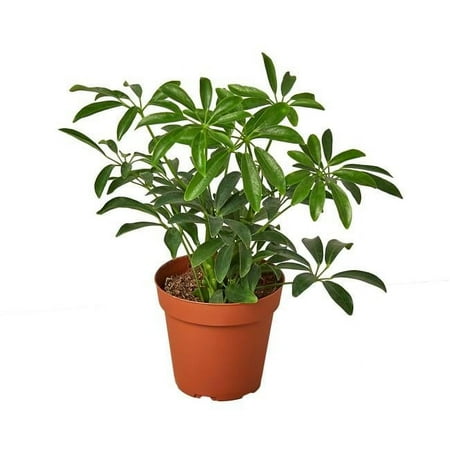 House Plants Schefflera Arboricola Live Plants in 6 Pot Dwarf Umbrella Tree