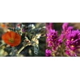 thumbnail image 2 of Popcorn 14x8 Gold Ornate Wood Framed with Double Matting Museum Art Print Titled - Wildflowers Collage III, 2 of 4