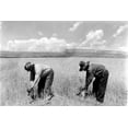 thumbnail image 2 of Zuni Tribe-Pictured Are Two Zuni Reapers Harvesting Their Spring Wheat With Ordinary Sickles. - Cpl ArchivesEverett, 2 of 2