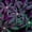 Cannabis Blossoming Flowers, variant on Elephant Stock Cannabis Blossoming Flowers Wall Art - Horizontal Canvas Wall Art - Living Room Wall Decor - Floral And Botanical Canvas - Black And Green Decor - 36" x 24"