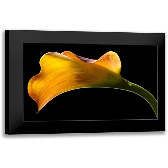 Seidman, Barry 14x10 Black Modern Framed Museum Art Print Titled - Mango Calla Lily