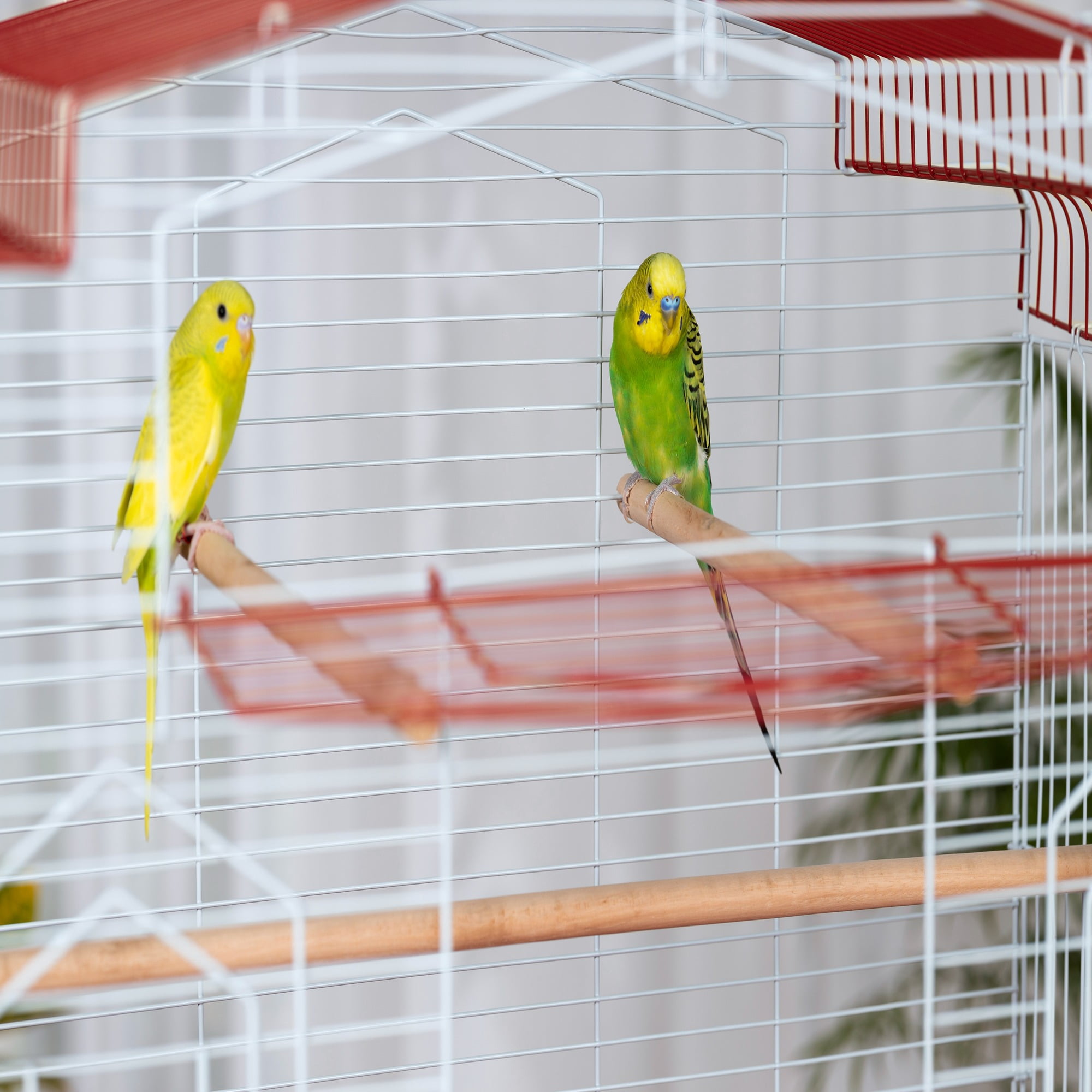 Prevue Pet Products Barn Style Bird Cage - Stand Alone Metal Bird Cage with Removable Tray, Wood Perches & Feeder Cups, Indoor Enclosure for Parakeets, Cockatiels, Finches & Small Birds - Red