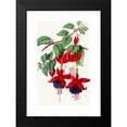 thumbnail image 2 of Anonymous 16x24 Black Modern Framed Museum Art Print Titled - Fuchsias - Eclat, Sir C. Campbell (1852-1861), 2 of 5