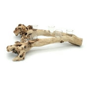 Natural Mulberry Branch Wooden Five Tealight Candle Holder Glass Cups