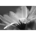 thumbnail image 3 of Deiter, Lori 24x17 Black Modern Framed Museum Art Print Titled - Daisy, 3 of 5