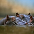 thumbnail image 2 of Fitzharris, Tim 15x15 White Modern Wood Framed Museum Art Print Titled - Hippopotamus-Mara River-Kenya, 2 of 4