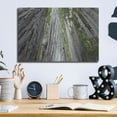 thumbnail image 6 of Luxe Metal Art 'Redwoods Forest IV BW With Color' by Alan Majchrowicz, Metal Wall Art, 16"x12", 6 of 7